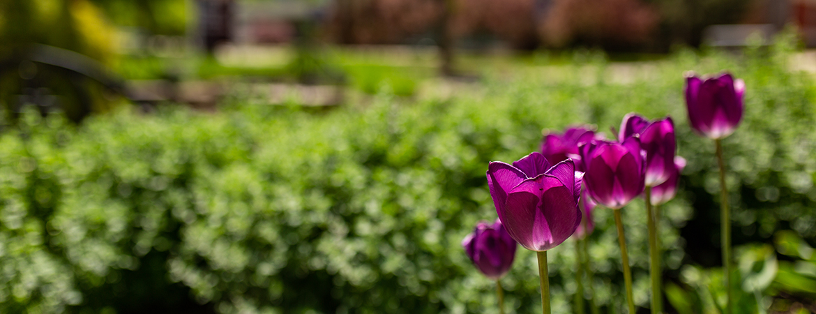 Purple tulips on WSU Campus